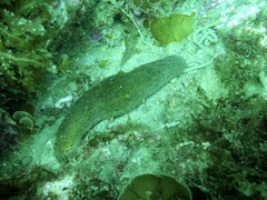 Apostichopus parvimensis