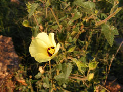 Hibiscus engleri