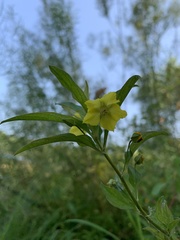 Lysimachia hybrida