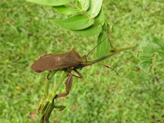 Pachylis heteropus