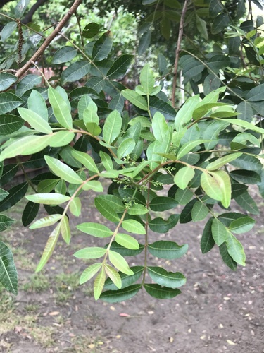 photo of Brazilian Pepper (Schinus terebinthifolia)