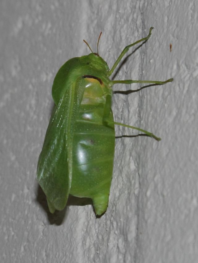 Bullacris unicolor