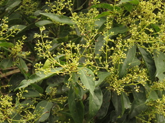 Aiouea montana