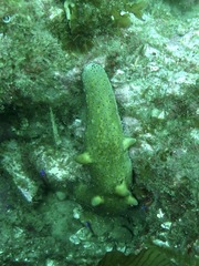 Apostichopus parvimensis