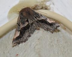 Drepanogynis sinuata