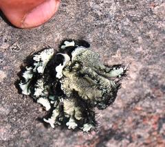 Xanthoparmelia hottentotta