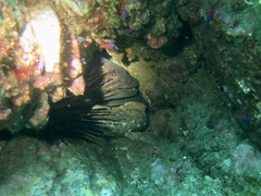 Gymnothorax mordax