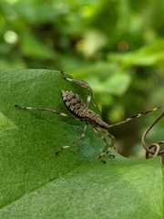 Acanthocephala terminalis