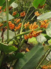 Stromanthe jacquinii