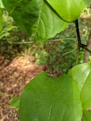 Acanthocephala terminalis