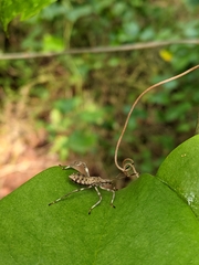 Acanthocephala terminalis