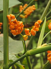 Stromanthe jacquinii