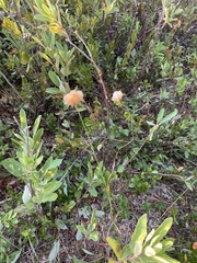 Eriophorum chamissonis