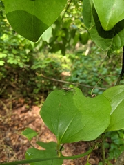 Acanthocephala terminalis
