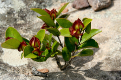 Diospyros scabrida