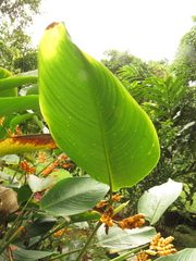 Stromanthe jacquinii