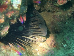 Gymnothorax mordax