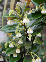 Diospyros scabrida