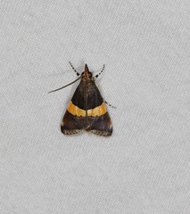 Boeotarcha divisa
