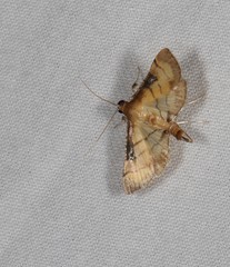 Cnaphalocrocis bilinealis