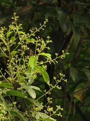 Aiouea montana
