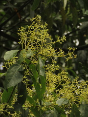 Aiouea montana