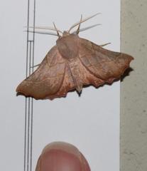 Drepanogynis ennomaria