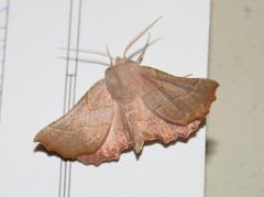 Drepanogynis ennomaria