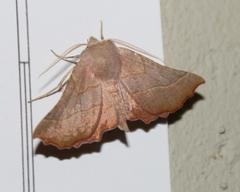 Drepanogynis ennomaria