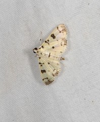 Pardomima pompusalis