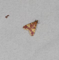 Taurometopa phoenicozona