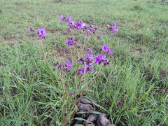 Mirabilis melanotricha