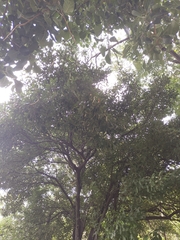 Quadrella odoratissima