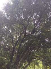 Quadrella odoratissima