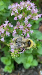 Bombus flavidus flavidus