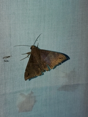 Ophisma