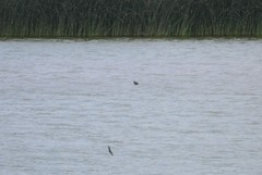 Lontra canadensis pacifica