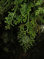 Asplenium theciferum