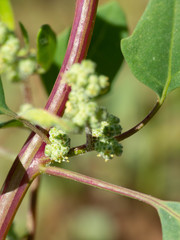 Chenopodium fremontii