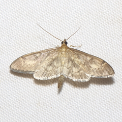Anania lancealis