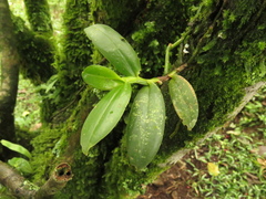 Campylocentrum micranthum