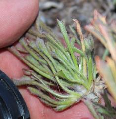 Centella tridentata tridentata