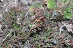 Centella tridentata tridentata