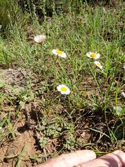 Erigeron flagellaris