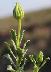 Dimorphotheca cuneata
