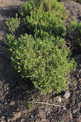 Dimorphotheca cuneata