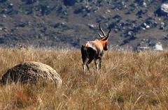 Damaliscus pygargus phillipsi