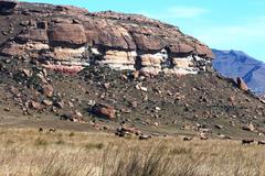 Damaliscus pygargus phillipsi