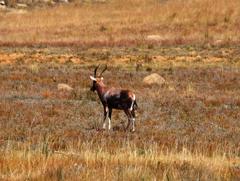 Damaliscus pygargus phillipsi