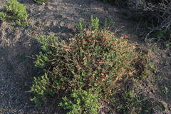 Pelargonium leucophyllum